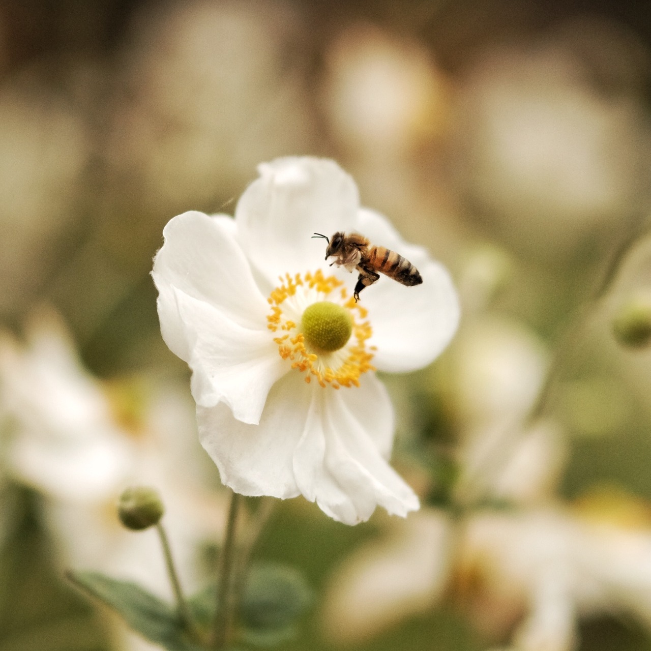 A close up image of a bee and a flower.